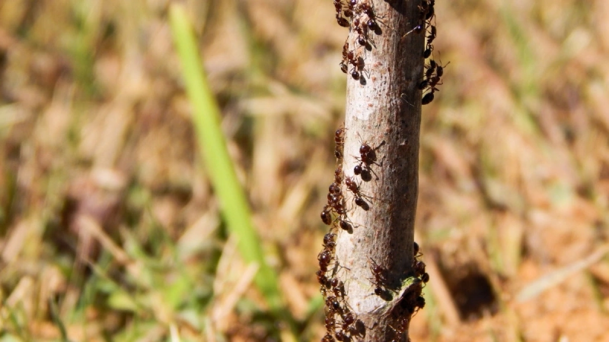 Рассыпала это по участку, и муравьи с манатками дернули навсегда — натуральный метод и мощный кладезь