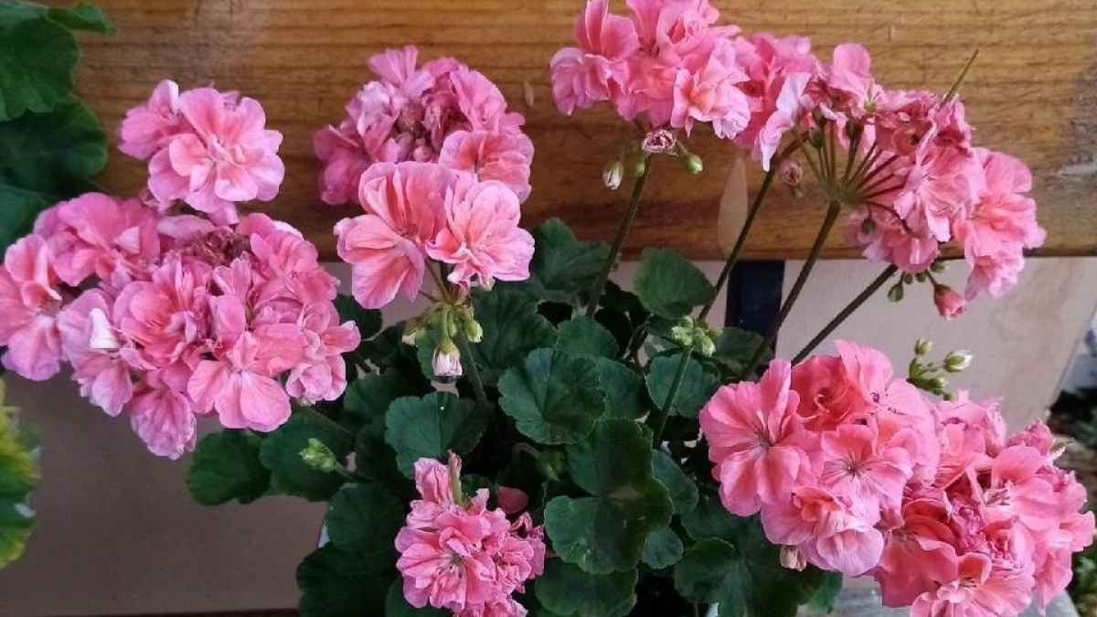 Пышная герань без танцев с бубном: схема подкормки от профи на апрель 2026. Запомните — и цветёт как бешеная