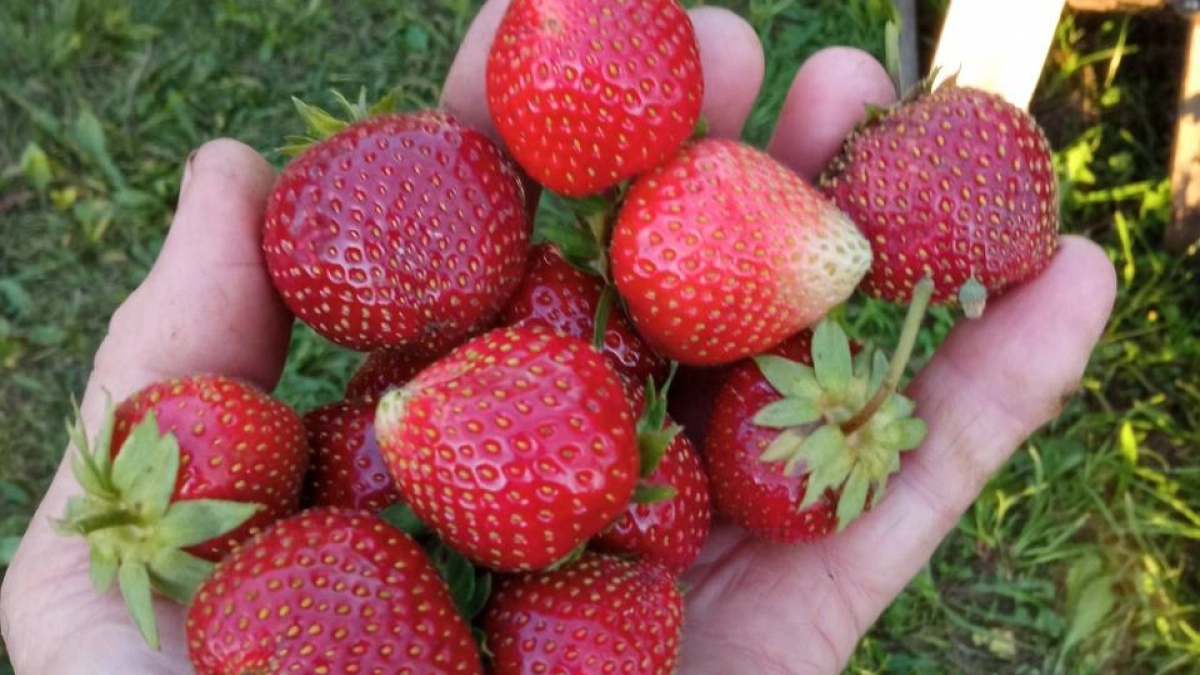 Агроном Никита Владимирович «бесплатно» подсказал чем удобрять клубнику. Дешево, но с большой отдачей — ягоды собираю ведрами