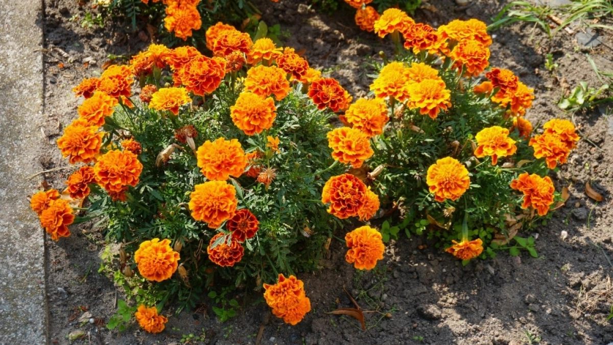 Проверил 4 способа посева бархатцев на рассаду - оказалось, что один из них губит семена сразу. Расскажу какой