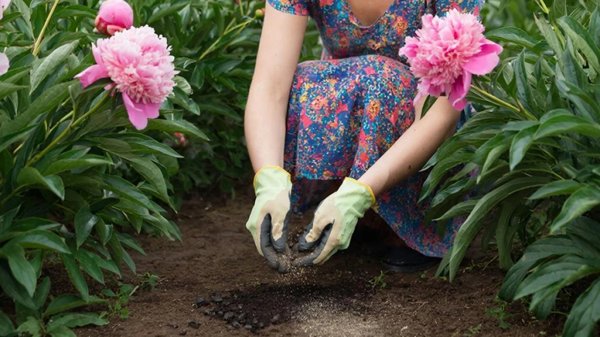 2 горсти под пионы — и цветы размером с блюдца: бутонов будет море, и аромат на всю улицу