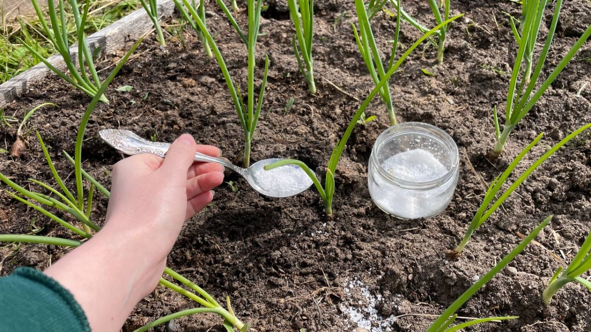 Озимому луку в начале апреля - важнее тепла: 20 г на грядку - и головки не поместятся в кулак, стремительный рывок после зимы 