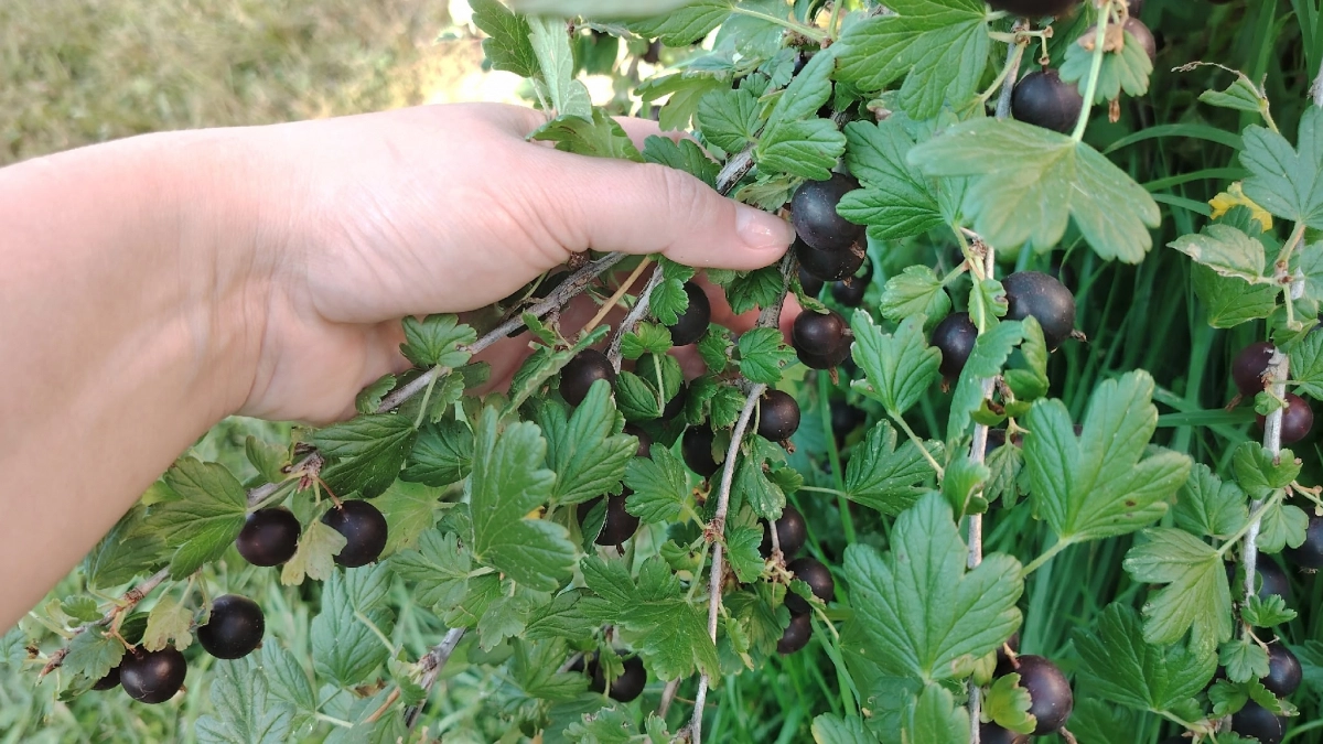 Смородина обожает эту подкормку: 1 стакан после таяния снега — и куст усыпан сладкими ягодами размером с черешню