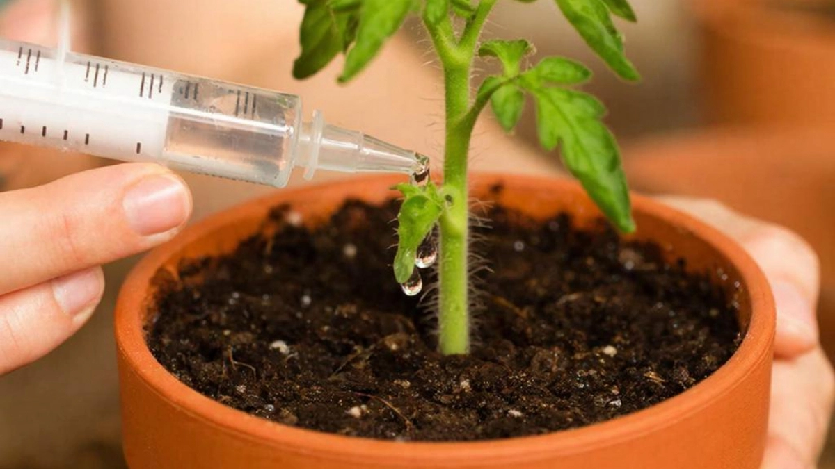 Слабая рассада томатов воскреснет за 10-12 часов: "живая" подкормка, которая спасает помидоры