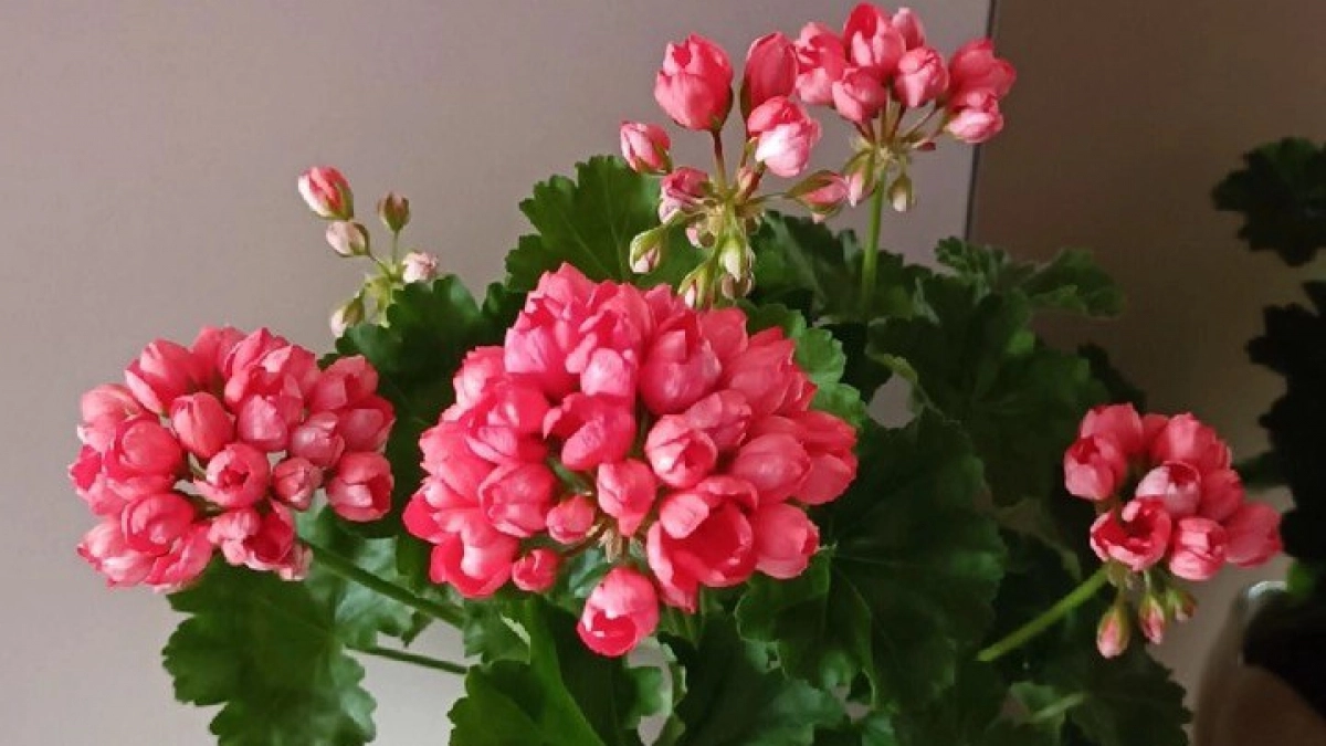 Биолог Татаренко рассказала, почему полезно выращивать герань в квартире - обеззараживает воздух и не только