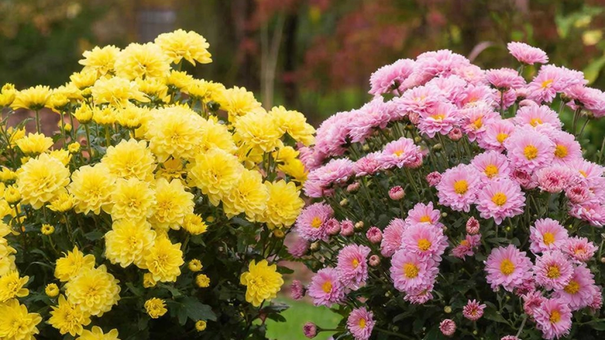 Шары-цветы без ножниц: цветут так, что глаз не отвести. Посадил и любуйся — идеально для ленивых