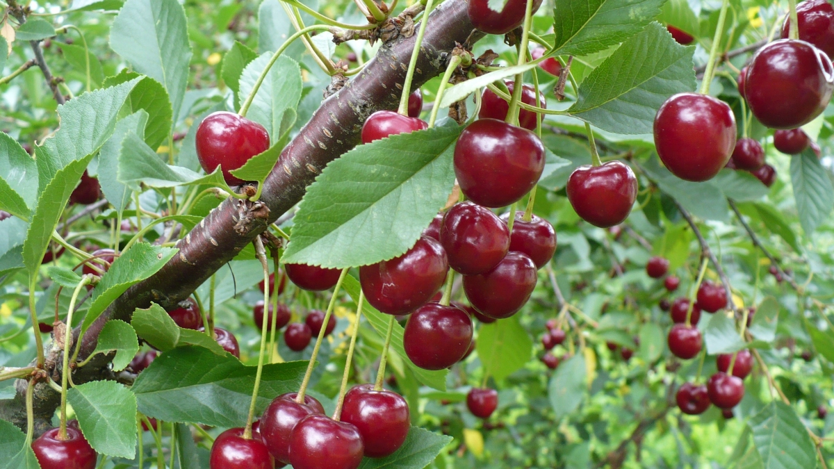 Птицы уже летят: весной для вишни — обязательно. Как защитить дерево, чтобы не остаться без урожая — спасаем ягоды