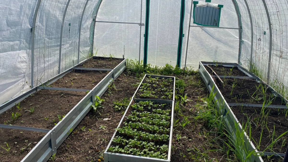 Такой способ посадки томатов в теплице весной подойдёт всем: никаких танцев с почвой — только богатый урожай