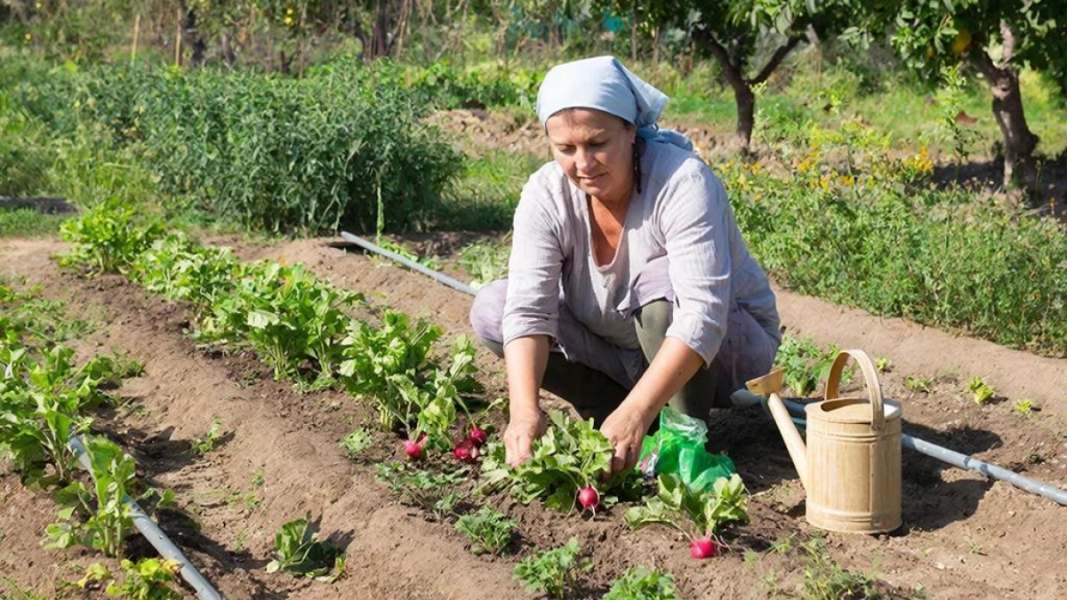 Агроном Давыдова рассказала когда и как сеять редис в теплице: сроки, Лунный календарь на апрель-2026