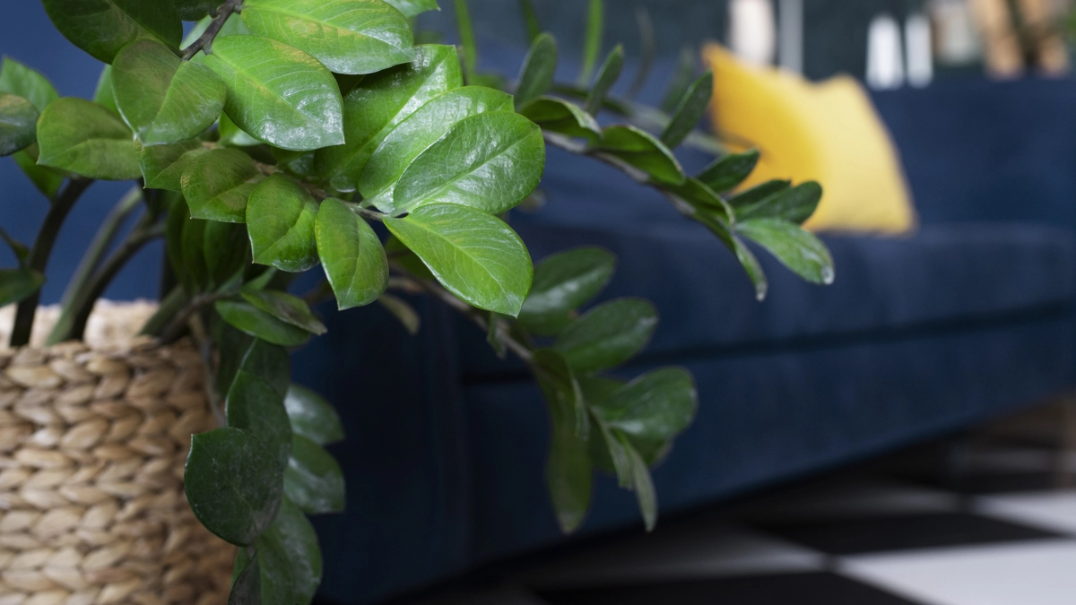 4 таблетки — и замиокулькас изменится до неузнаваемости: порадует многочисленными побегами уже в апреле