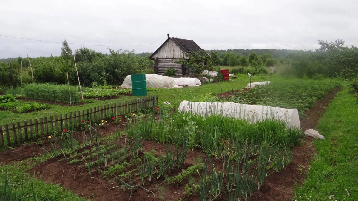 Посевная уже в разгаре: вот что нужно успеть посадить на грядках – кто не успел, могут остаться без урожая 