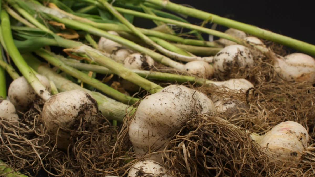 Делаю это в апреле до подкормок, и чеснок не узнать: растет как лес, головки — с кулак, зубчики хрустящие, хранится отлично