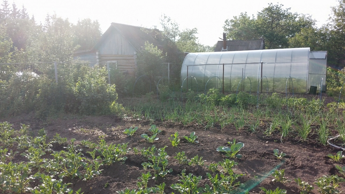 Учёные Коми предупреждают о возможной вспышке вредителей на картофельных полях