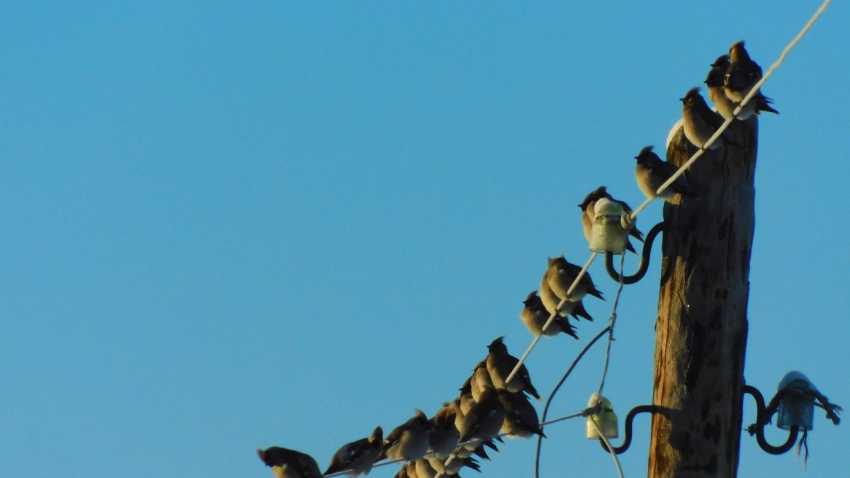 Температурный контраст в 17°C и смена снега дождем: подробный прогноз погоды в Коми на 6 апреля