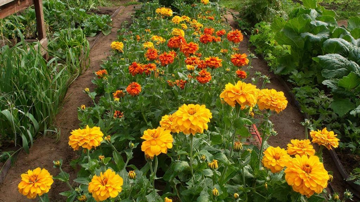 Сажайте бархатцы только туда: агроном назвал лучшие места на 2026 год — и это не клумба