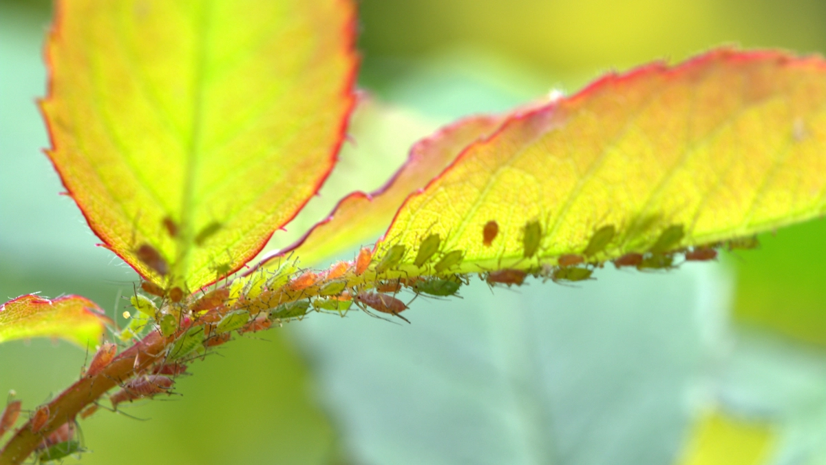 Ставлю 3-литровую банку на грядку — и тля улепётывет без боя: огород очистится через 24 часа