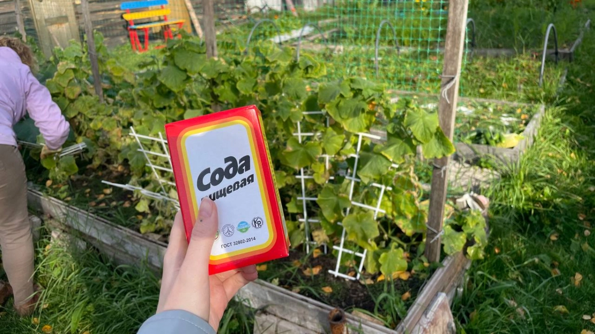 Поливаю огурцы пищевой содой - по схеме агронома 3 раза за сезон: соседи в шоке от урожая в 10 кг с куста