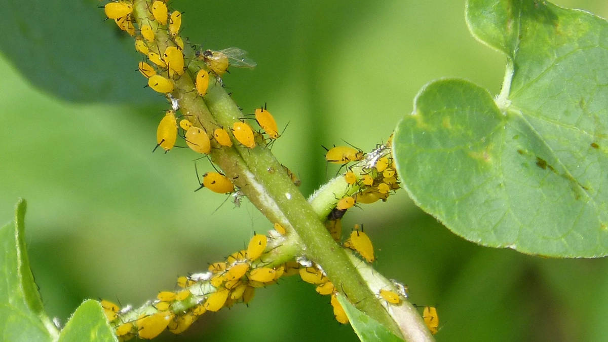 «Тля сбежала и  больше не возвращается»: старинный способ из СССР - как надолго избавиться от вредной тли