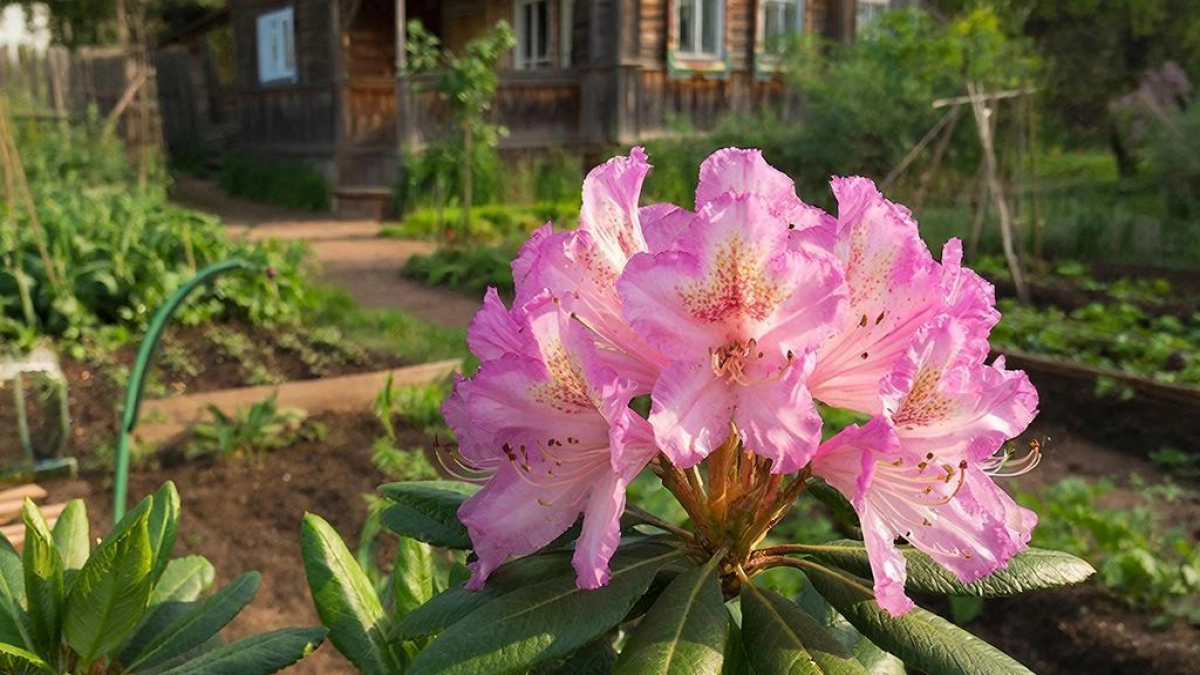 Соседи обзавидуются: 7 кустарников, которые превращают сад в цветущий рай