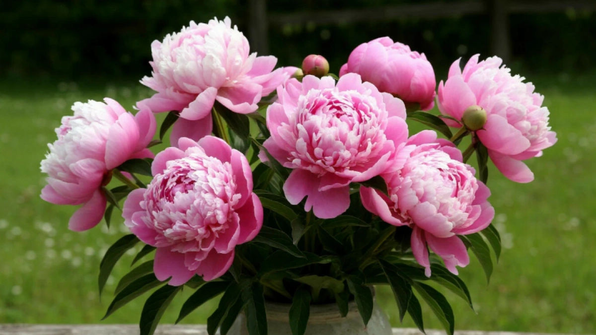 Эффектные цветы, которые радуют весь сезон: бюджетные, неприхотливые и выглядят дороже роз