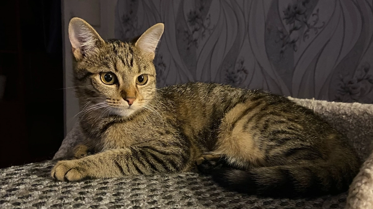 Зачем кошка трогает человека лапой: 4 скрытых послания, которые она пытается донести