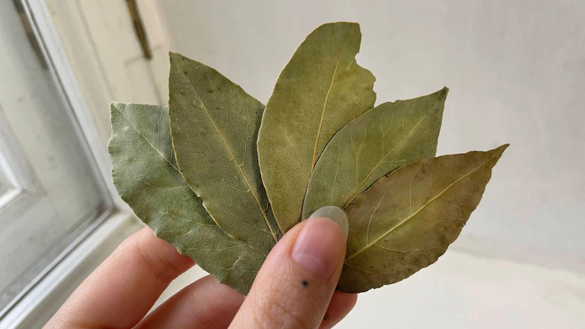 Лавровый лист засыпаю солью — и всю весну не нарадуюсь своей хитрости: полезный лайфхак для умных хозяек