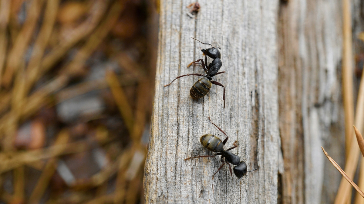 Сыплю на муравейник и его жители разбегаются в панике: забыла про муравьев на все лето - мой простой и рабочий метод, рассказываю