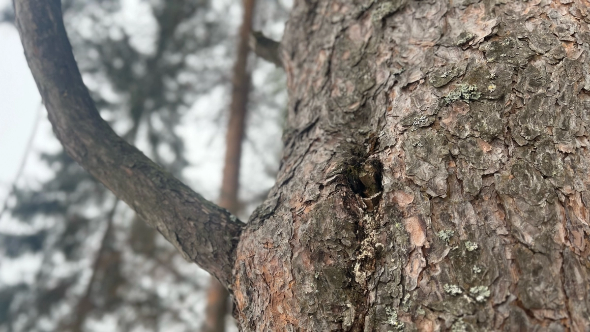 Жителей Коми ожидает резкий температурный контраст и усиление осадков 10 апреля