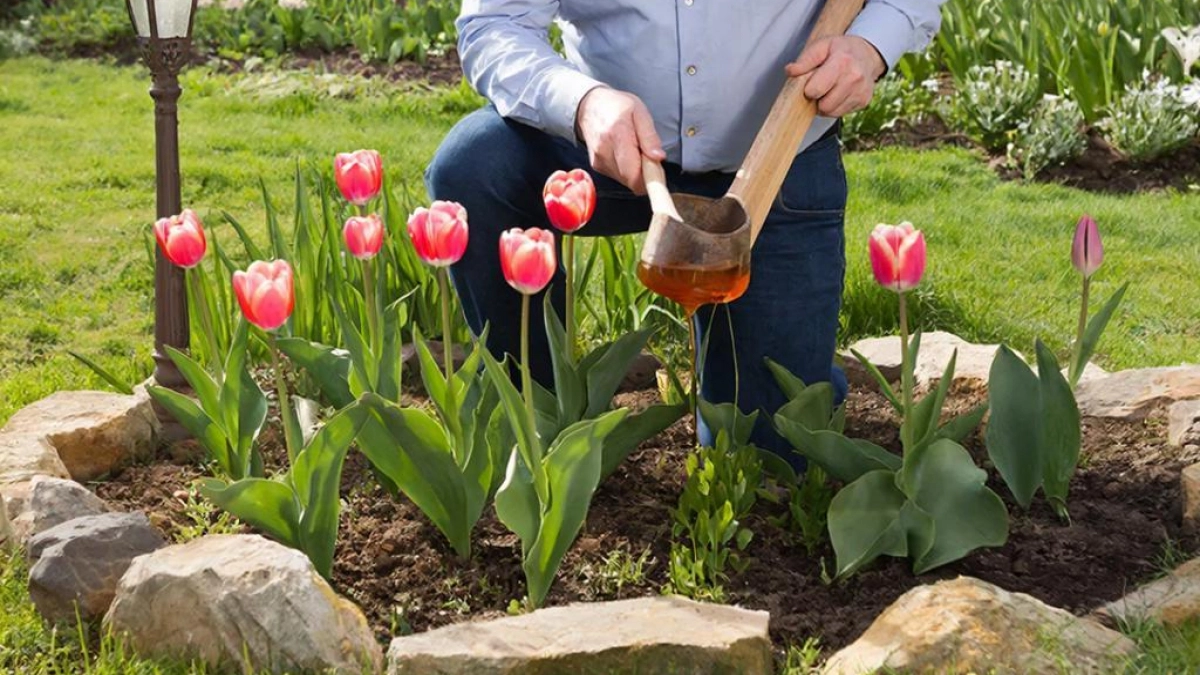 Тюльпанам в апреле - необходимо: 1 ложка на 10 литров воды и яркие пышные бутоны обеспечены