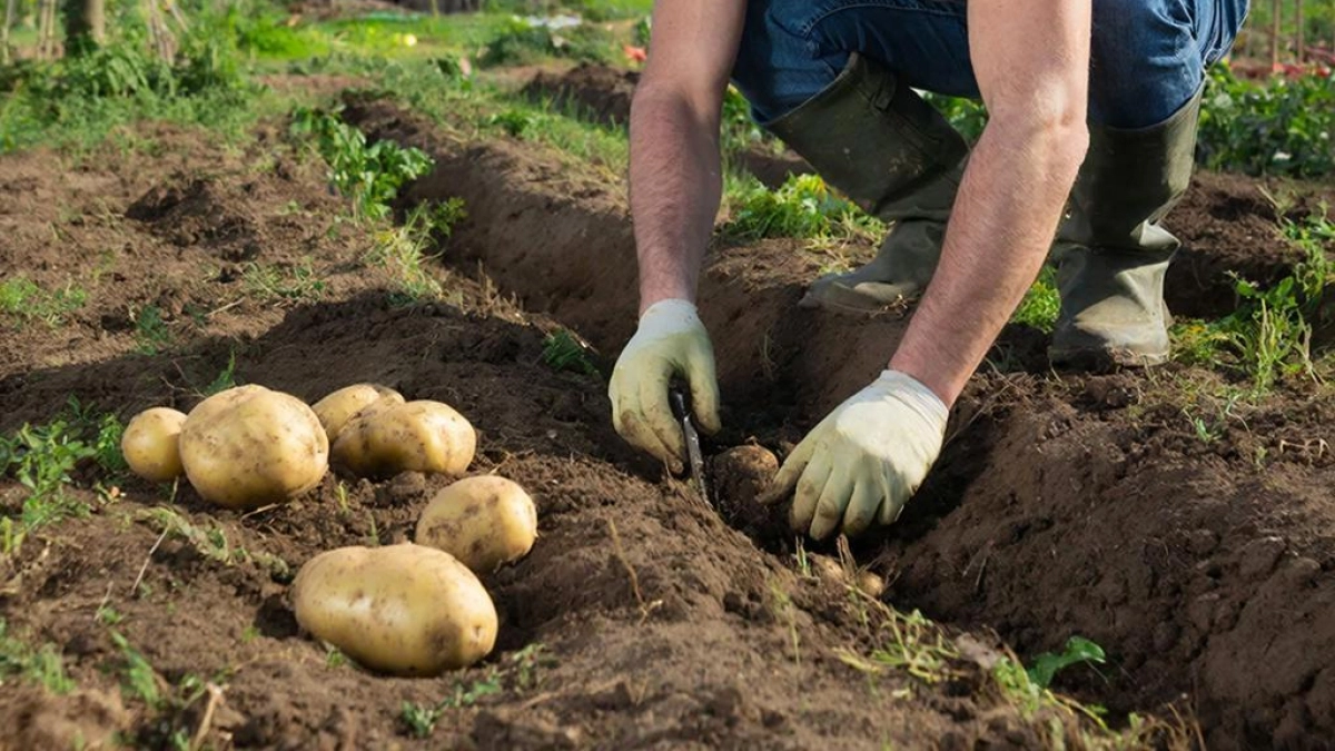 Не спешите с посадкой картошки: 5 сигналов земли, которых нужно дождаться