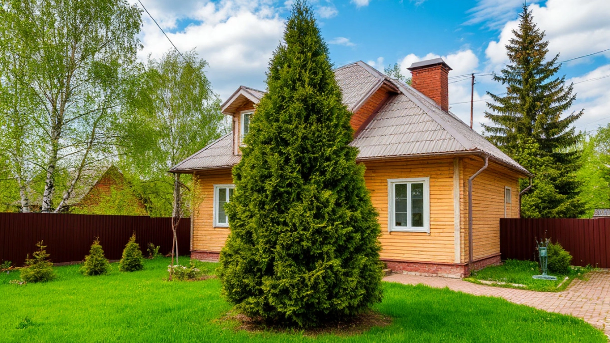 Туям сразу после схода снега – обязательно: чтобы не пожелтели, не побурели и не высохли