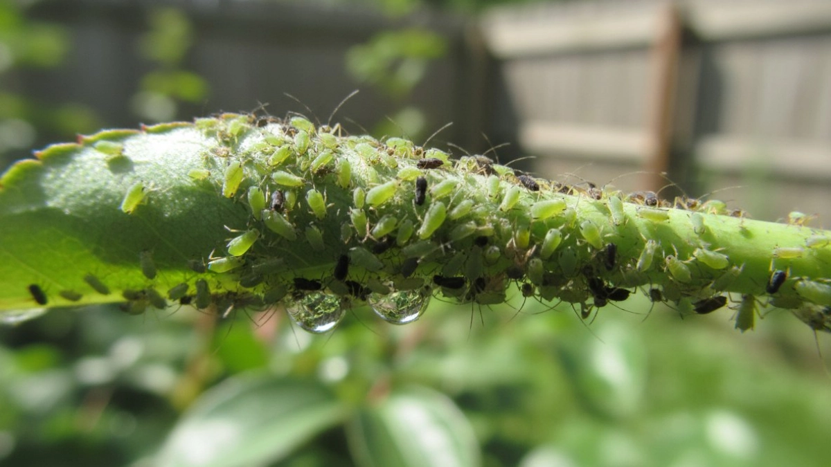 Как избавиться от тли раз и навсегда: 4 рабочих способа, которые проверены на практике – делюсь эффективным секретом