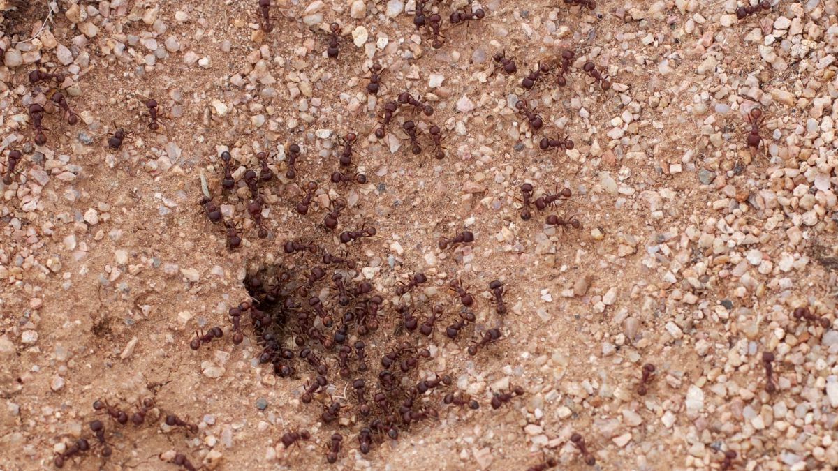 2 чайные ложки и яйцо: муравьи сбегут с участка, только пятки сверкают - 3 способа, которые лично у меня сработали