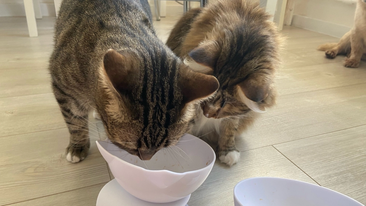 Почему ваш кот постоянно просит есть — не кормите, пока не прочитаете это. Это не от голода