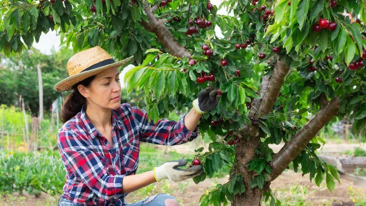 Сыплю под вишню 3 горсти в апреле — и ягода наливается бордовым соком: ветки будут гнуться до земли