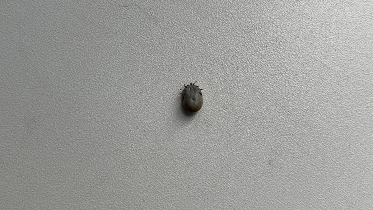 В 2025 году в Коми зафиксировали более 35 случаев заражения болезнью Лайма