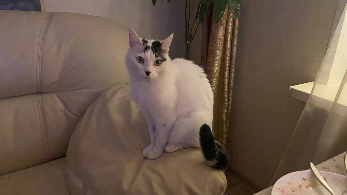 Благодарны ли уличные коты за то, что их забрали домой — честный ответ зоопсихологов