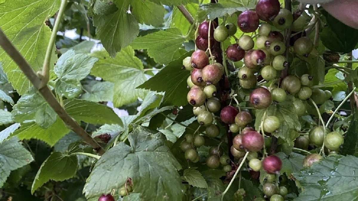 Тля и клещи мрут прямо на ветках: искореняющая обработка смородины для обильного урожая — большие и сочные ягоды собираю вёдрами