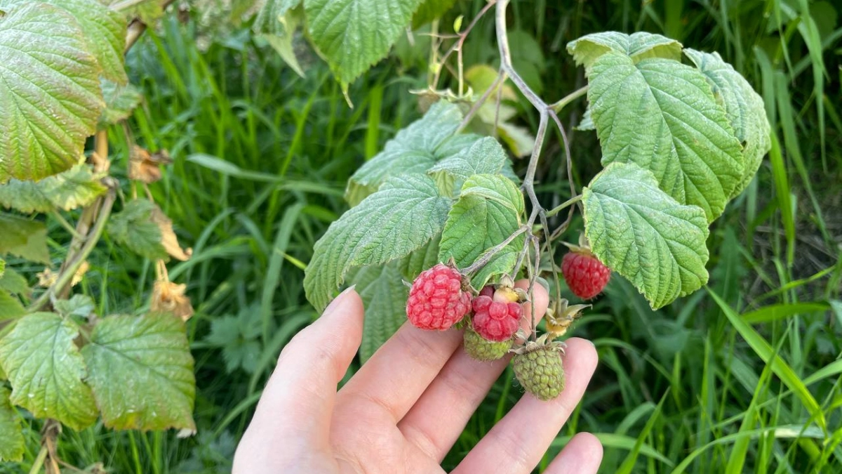 В апреле малине - обязательно: завяжет столько ягод, что ветки сломаются. Летом будете собирать урожай вёдрами