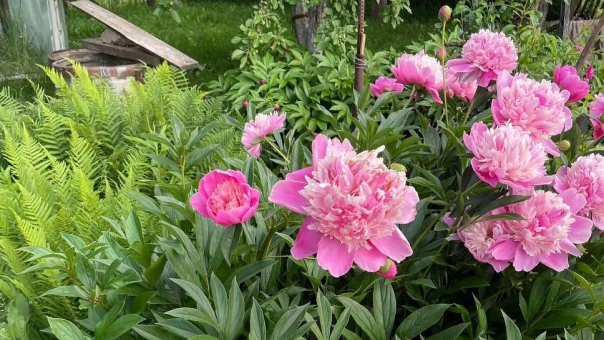 Пионам и розам после схода снега - необходимо: чем подкармливать для пышного цветения