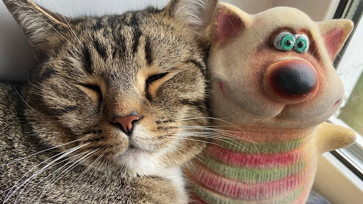 Что означает буква «М» на лбу у кошки: это должен знать каждый хозяин