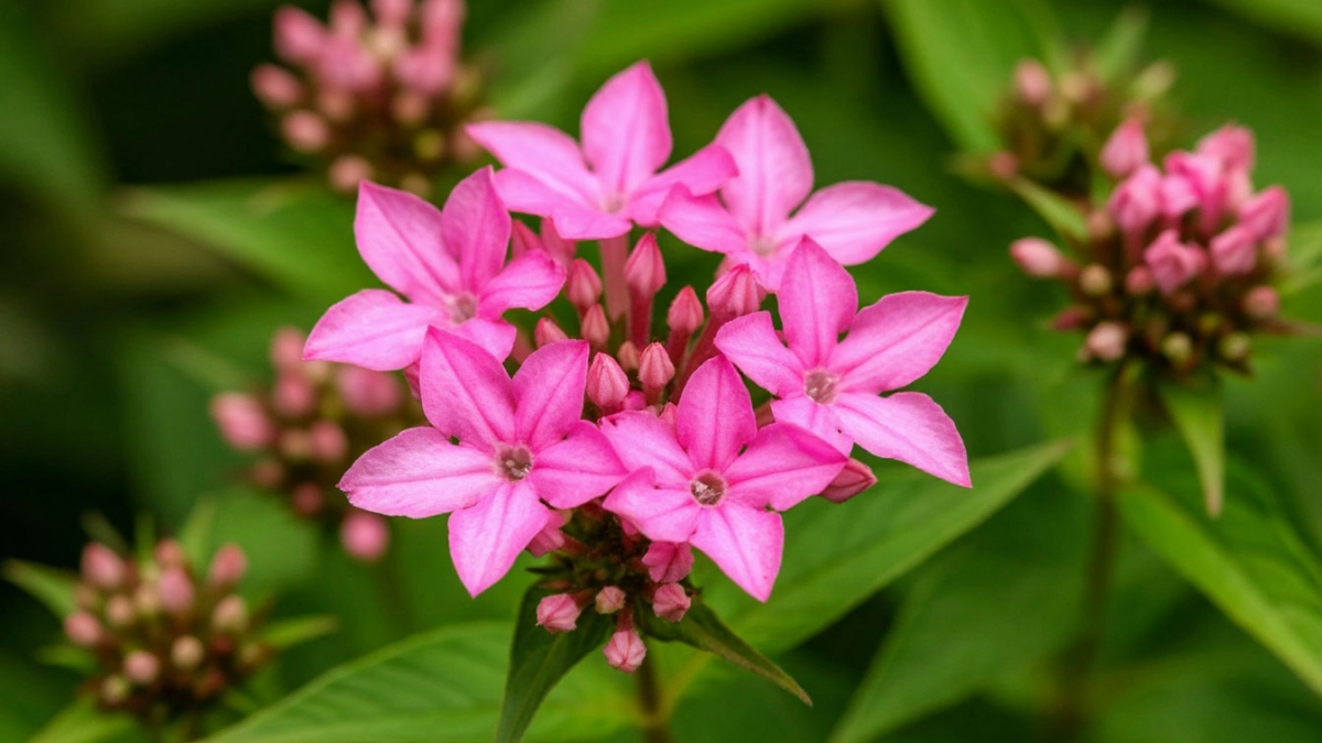 Не гортензия: этот цветок также красив, но неприхотлив – цветет все лето, выращивать проще простого