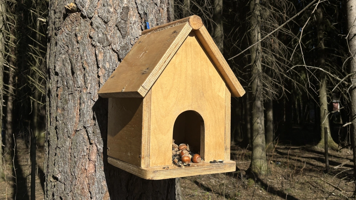 В столице Коми резко сократилась численность грачей