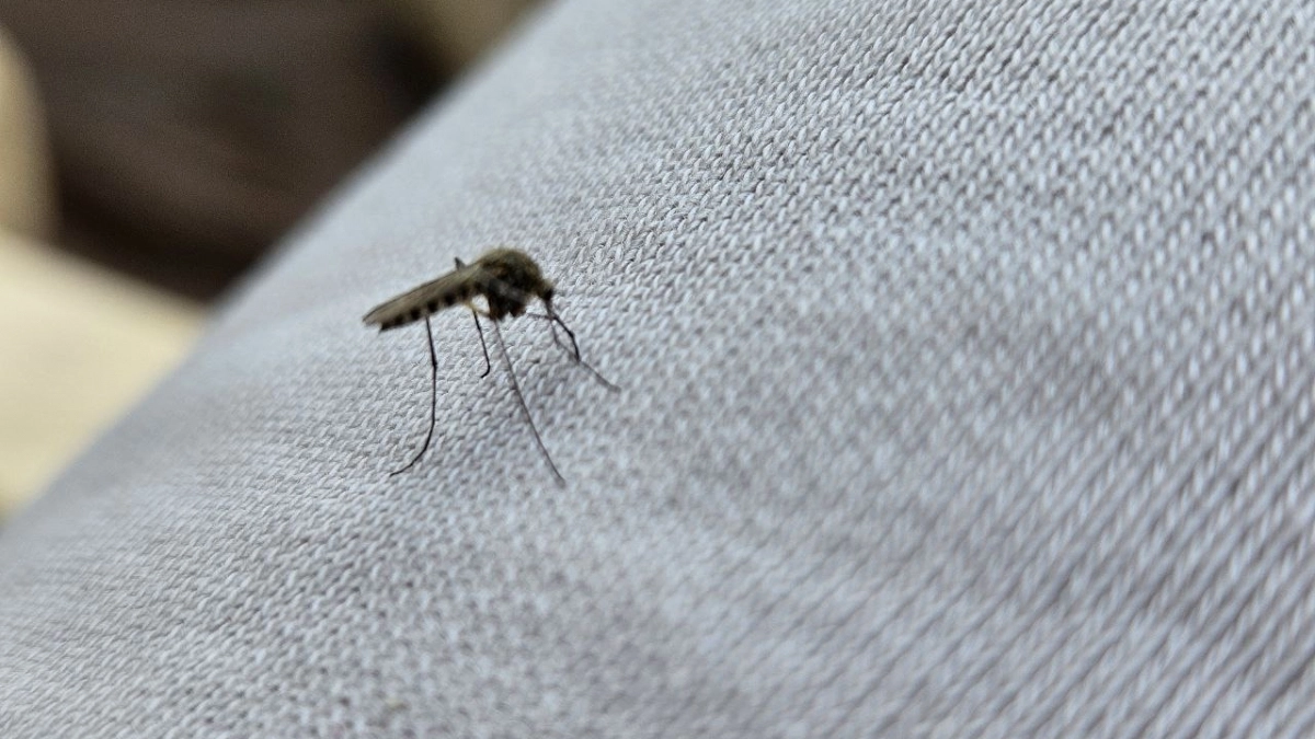 Ученые предупредили о риске появления комаров-носителей туляремии в Коми