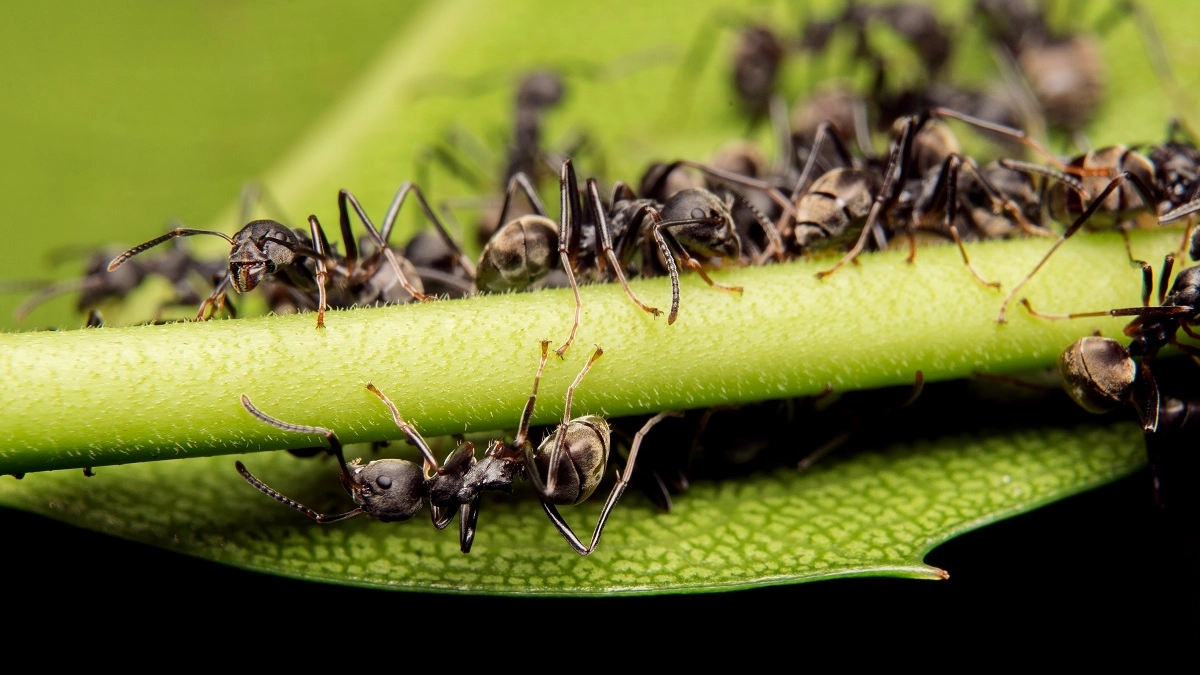 Уничтожила вредителей без вредной химии: корицей по муравейнику и луковой шелухой по тле — результат на всё лето