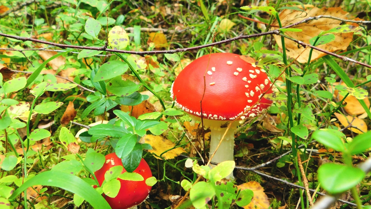 Сбор грибов в Коми: белых нет, груздей хоть коси