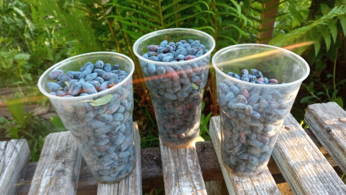 Жимолости в апреле — первым делом: 1 стакан на 10 литров — и в июне собираем ягоды ведрами, медовые и крупные