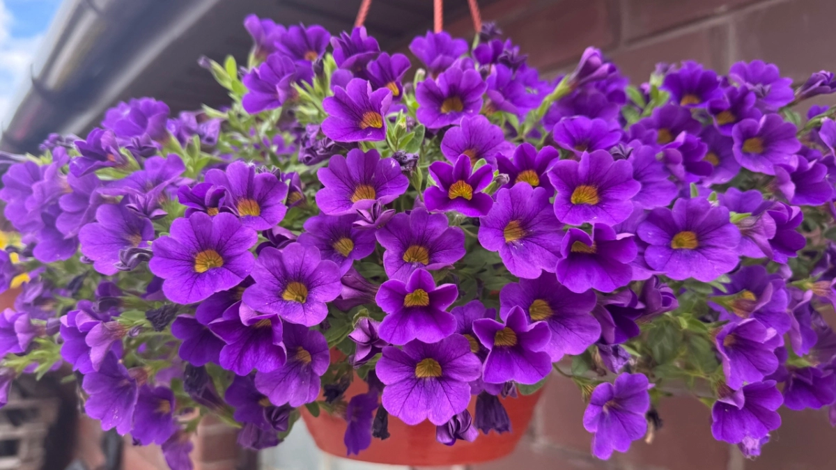 Отказался от петунии ради 4 ампельных цветов: за 15 лет нашёл идеальную замену — дешевле и без головной боли