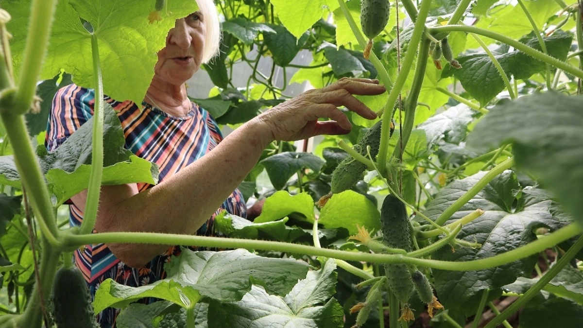 Сажаю огурцы в "скандинавскую" грядку: урожая выше крыши — плоды сочнее яблока