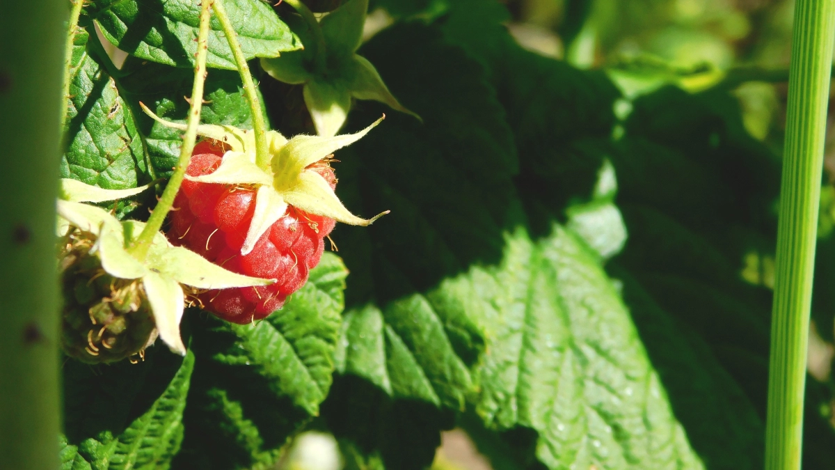 1 ст. л. в воду в апреле — и малины в два раза больше: будет урожай крупных сладких ягод